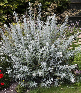 Buddleja davidii 'Silver Anniversary'